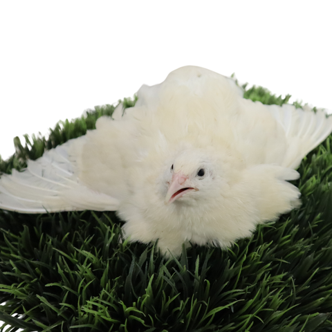Jumbo White Coturnix Hatching Eggs - Premium Quail Eggs for Hatching - Perfect for Homesteaders, Breeders, Hobbyists - Freshly Collected for High Hatch…
