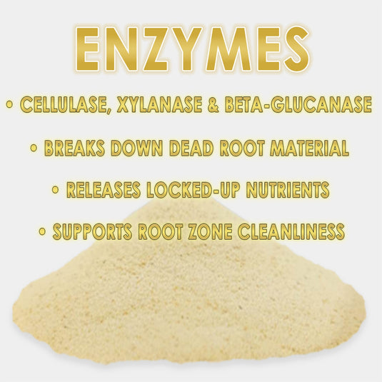 RAW Enzymes | Cellulase, Xylanase & Beta-Glucanase | Water-Soluble Supplement