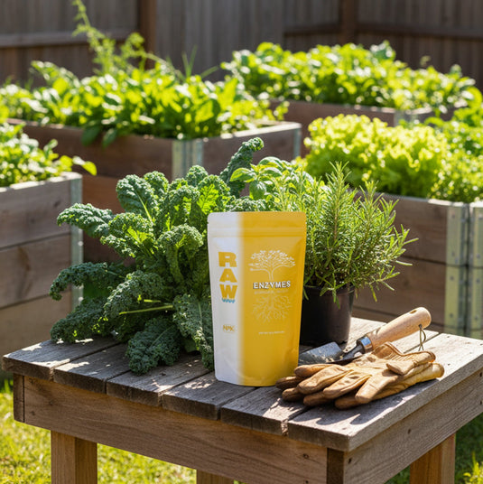 RAW Enzymes | Cellulase, Xylanase & Beta-Glucanase | Water-Soluble Supplement