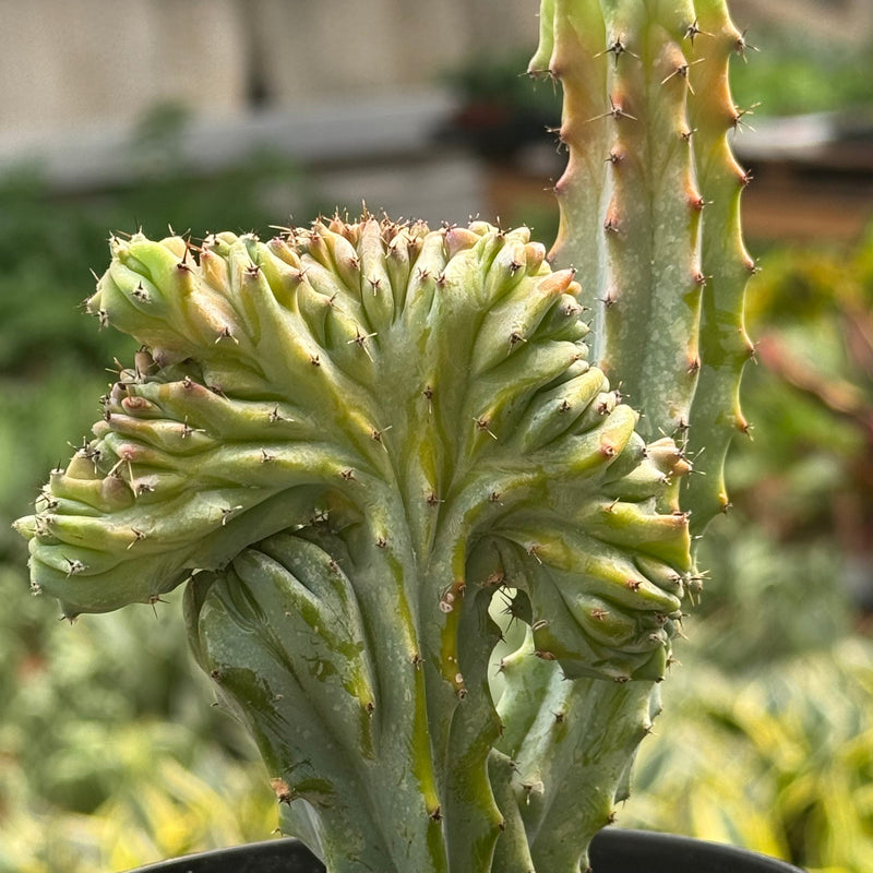 Load image into Gallery viewer, Succulent Euphorbia Lactea 'Mermaid Tail'
