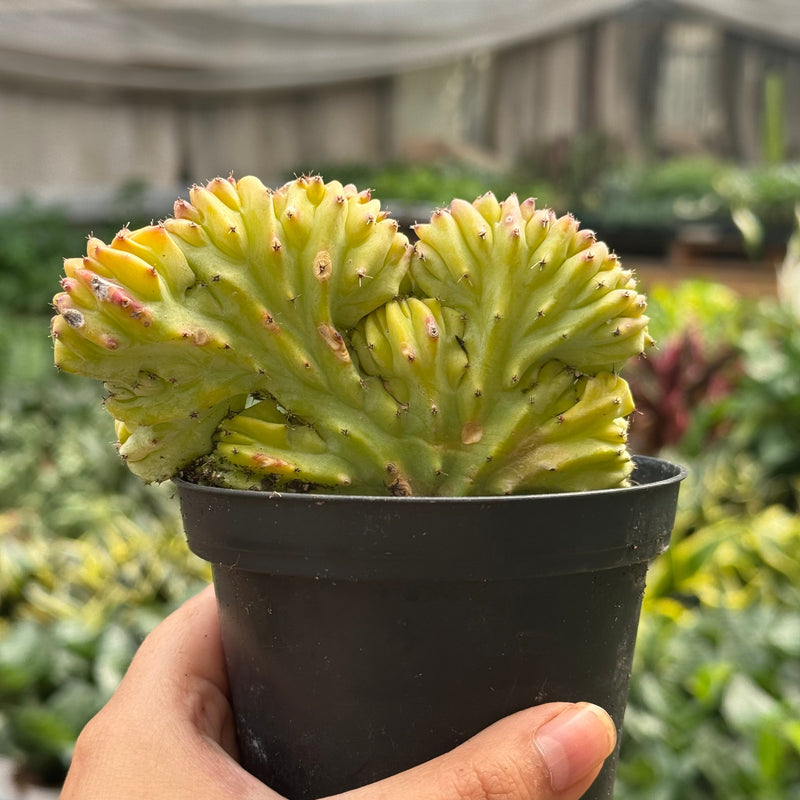 Load image into Gallery viewer, Succulent Euphorbia Lactea 'Mermaid Tail'
