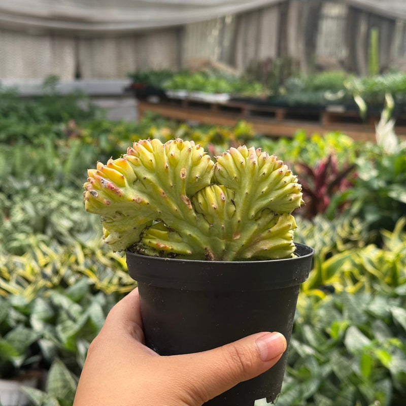Load image into Gallery viewer, Succulent Euphorbia Lactea 'Mermaid Tail'
