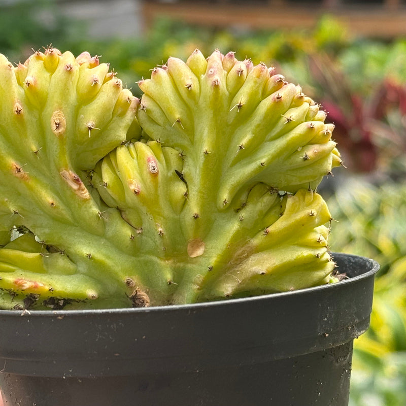 Load image into Gallery viewer, Succulent Euphorbia Lactea 'Mermaid Tail'
