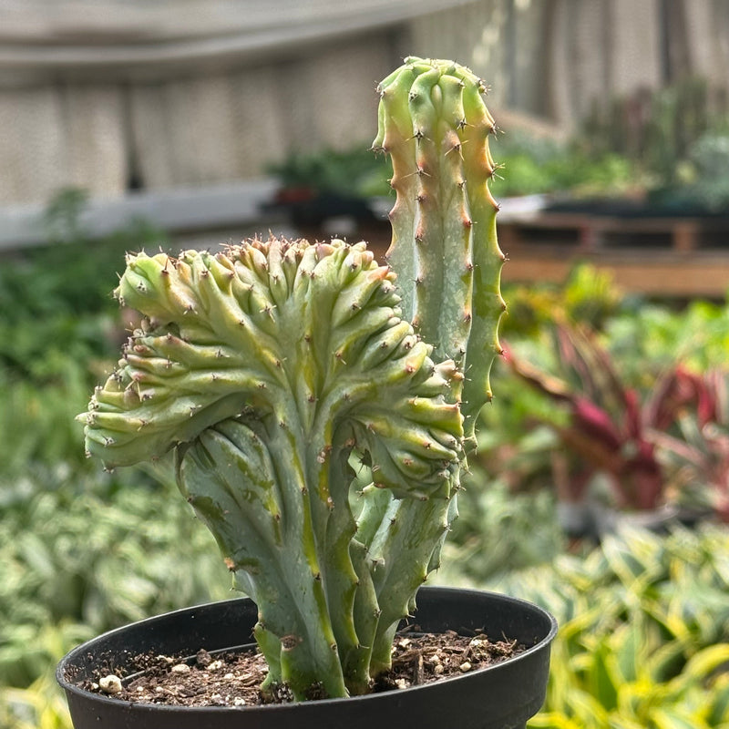 Load image into Gallery viewer, Succulent Euphorbia Lactea 'Mermaid Tail'
