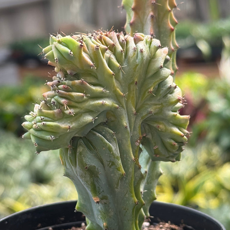 Load image into Gallery viewer, Succulent Euphorbia Lactea 'Mermaid Tail'
