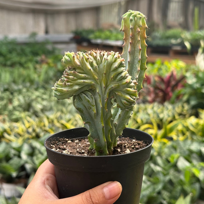 Load image into Gallery viewer, Succulent Euphorbia Lactea 'Mermaid Tail'
