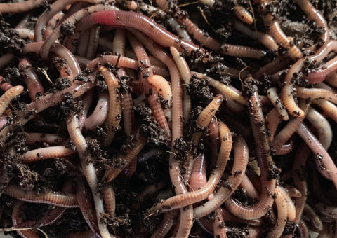 Utah Worm European Nightcrawler composting worms