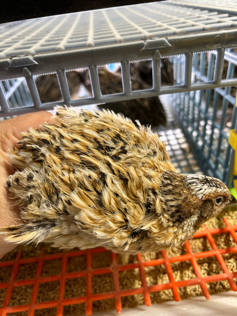 Load image into Gallery viewer, Jumbo Italian Quail Hatching Eggs
