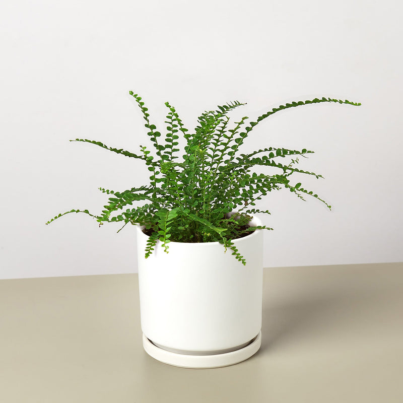 Load image into Gallery viewer, Lemon Button Fern
