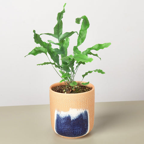 Fern 'Blue Star', additional product view 2