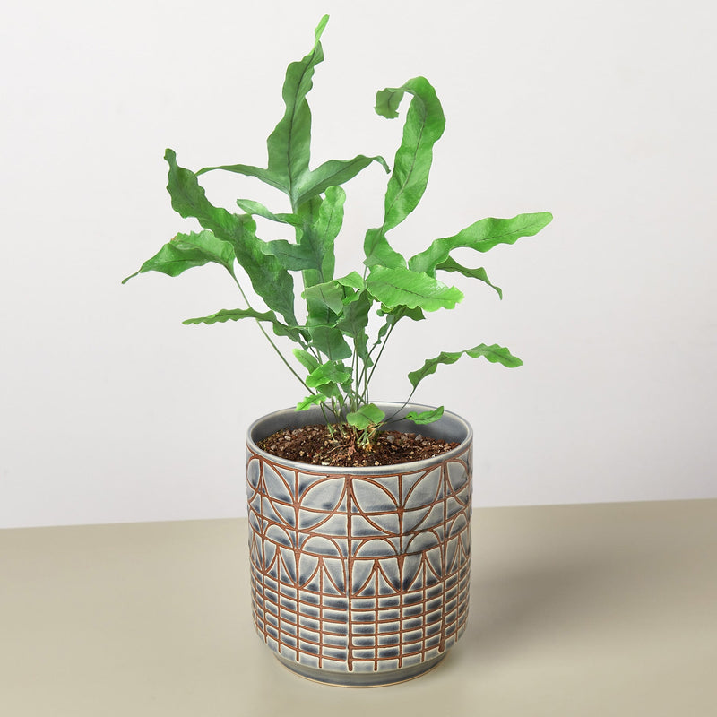 Load image into Gallery viewer, Fern 'Blue Star'
