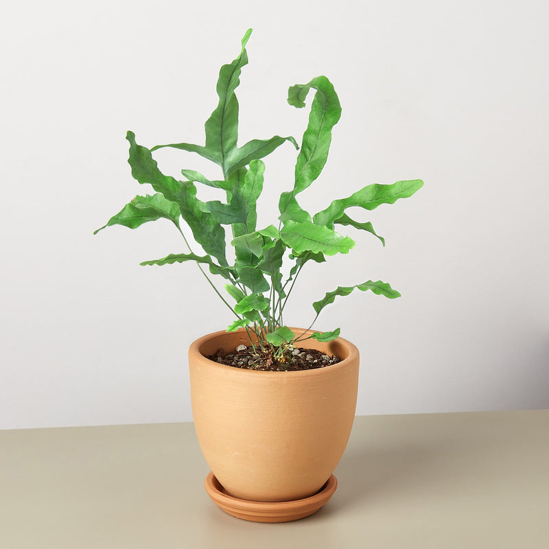 Load image into Gallery viewer, Fern 'Blue Star'
