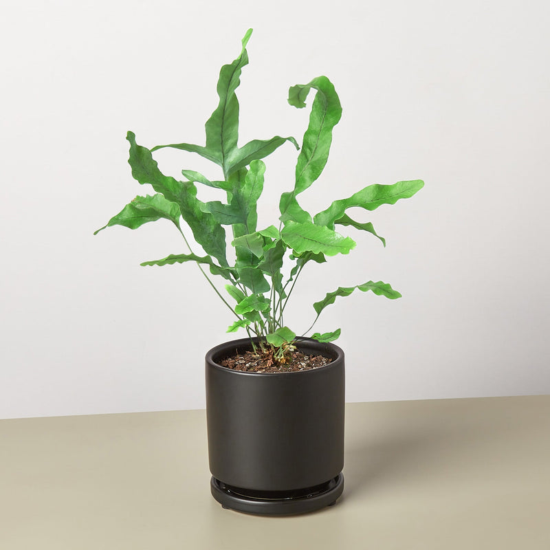 Load image into Gallery viewer, Fern 'Blue Star'
