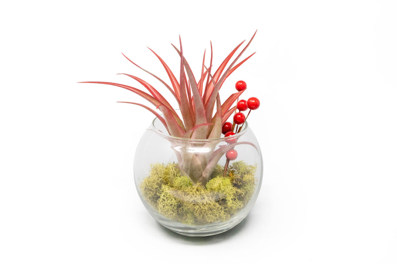 Load image into Gallery viewer, Festive Terrarium with Green Reindeer Moss, Berry Sprig, &amp; Tillandsia Red Abdita Air Plant
