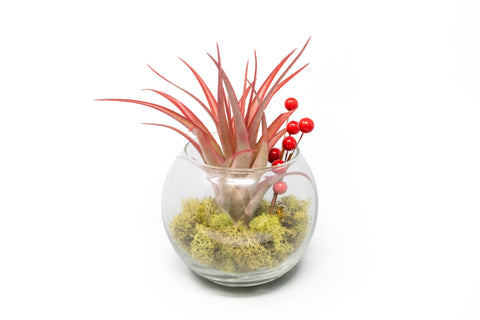Festive terrarium with moss, berry sprig and Tillandsia air plant