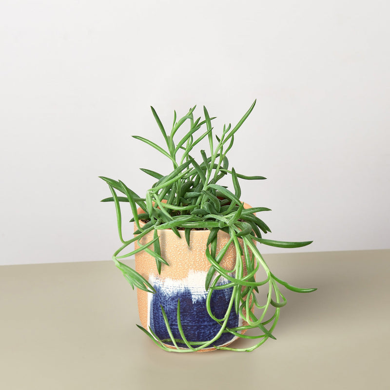 Load image into Gallery viewer, Succulent Senecio Succulent 'Fish Hooks'

