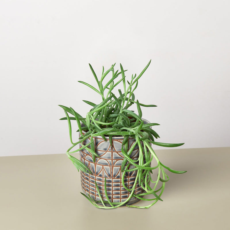 Load image into Gallery viewer, Succulent Senecio Succulent 'Fish Hooks'
