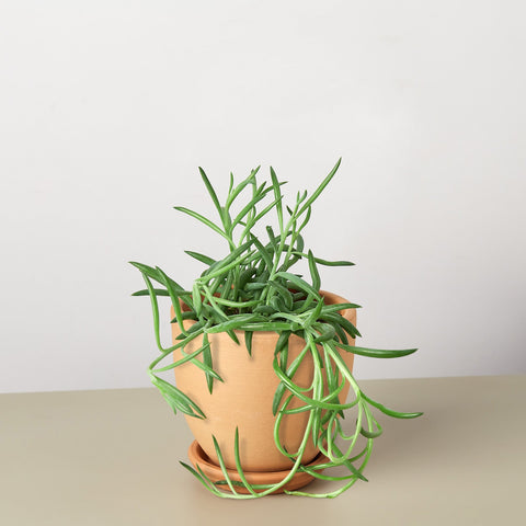 Succulent Senecio Fish Hooks