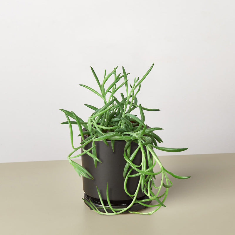 Load image into Gallery viewer, Succulent Senecio Succulent 'Fish Hooks'
