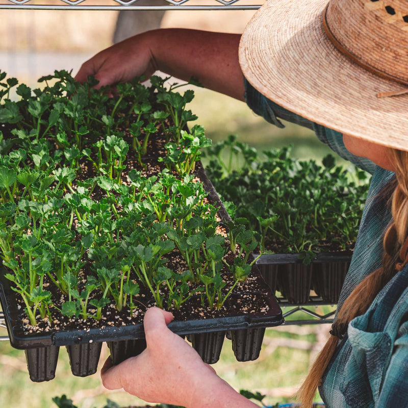 Load image into Gallery viewer, 72-Cell Seed Starting Trays
