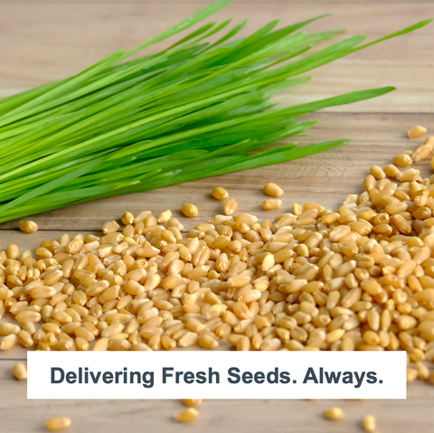 Organic Wheatgrass Self Watering Kit Refill Mats & Seeds for 5 Crops. (Refill Kits), additional product view 2