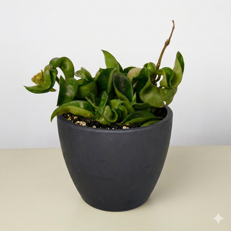 Load image into Gallery viewer, Hoya Rope Plant
