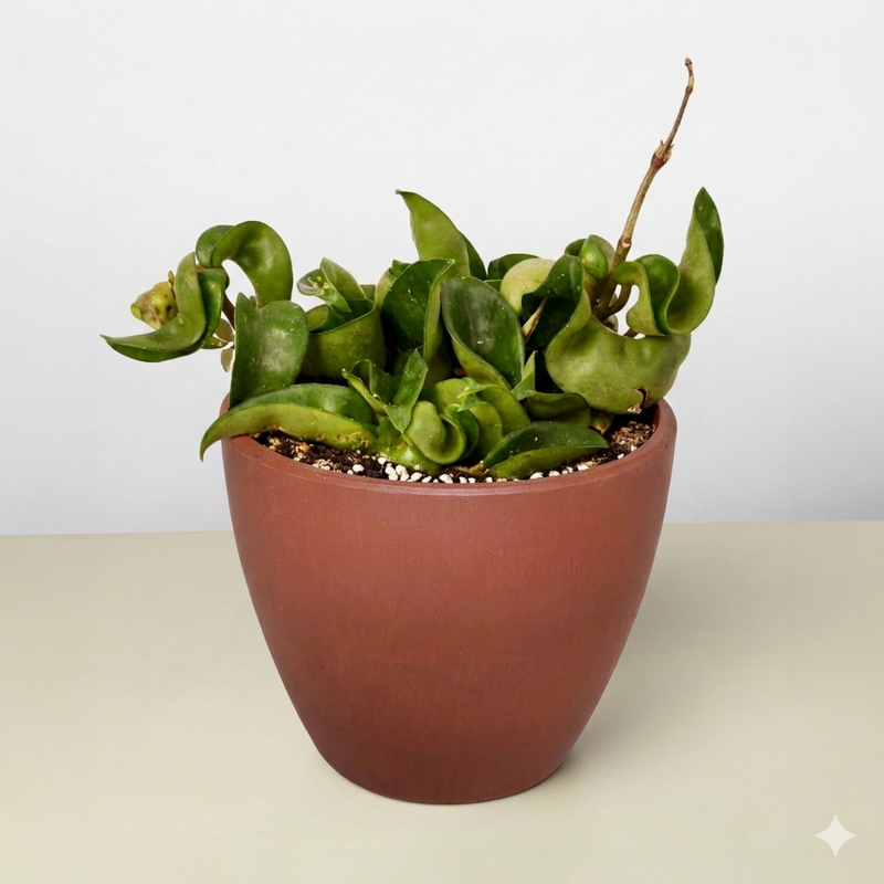 Load image into Gallery viewer, Bird's Nest 'Nidus' Fern
