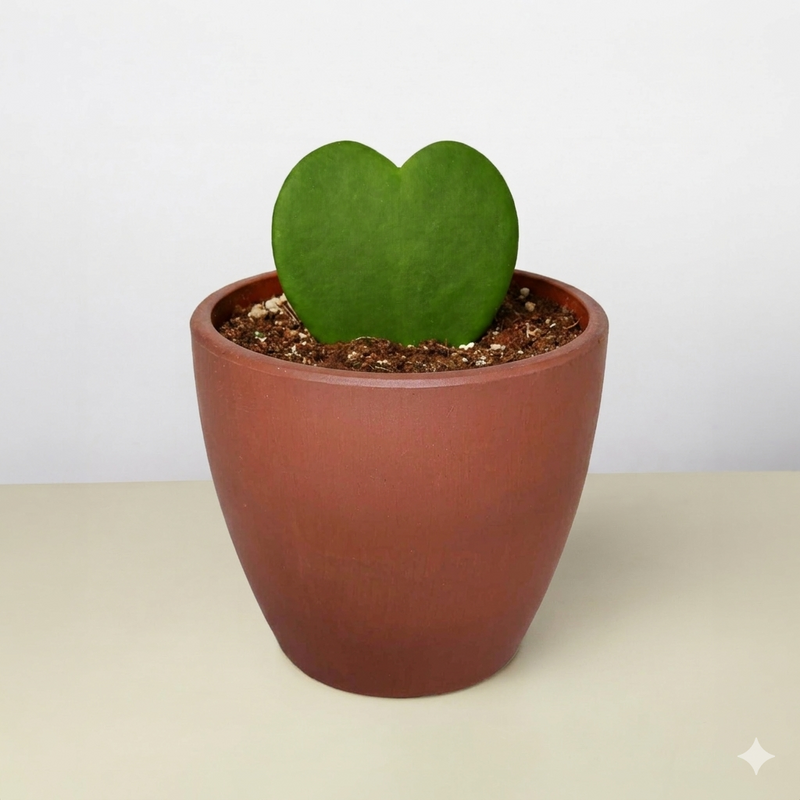 Load image into Gallery viewer, Hoya 'Sweetheart'
