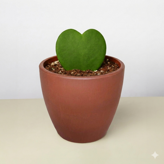 Hoya 'Sweetheart'