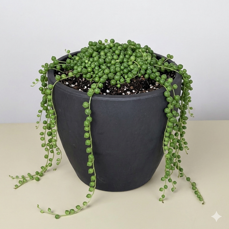 Load image into Gallery viewer, Succulent 'String of Pearls'
