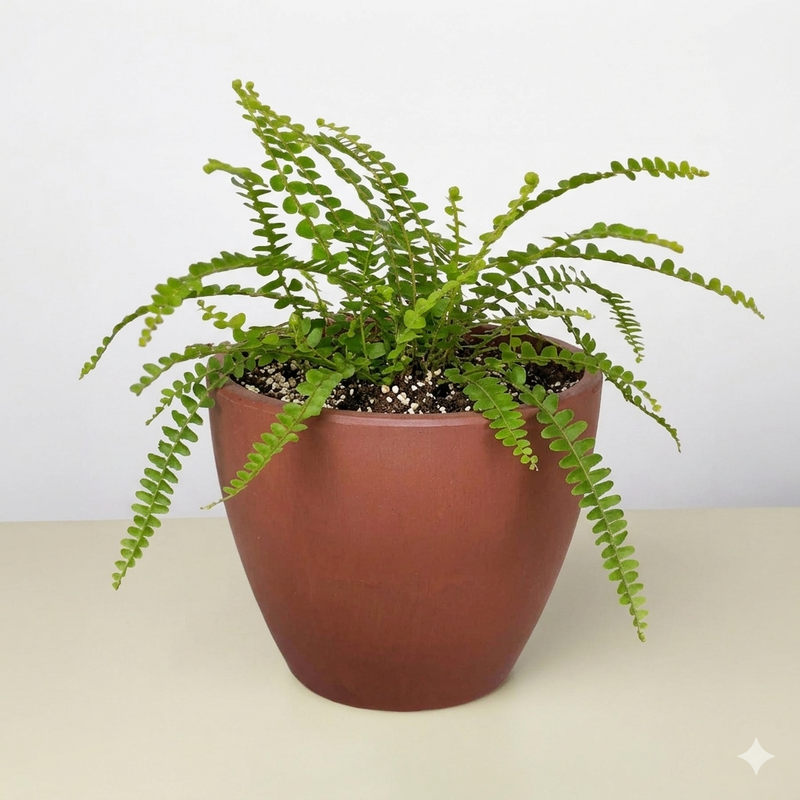 Load image into Gallery viewer, Lemon Button Fern
