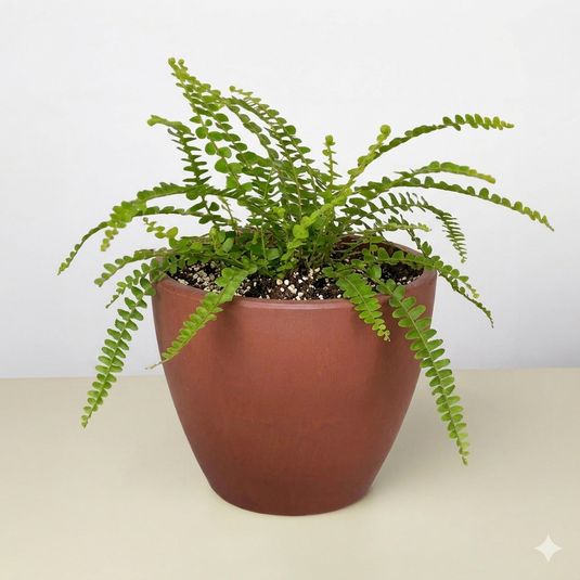 Lemon Button Fern