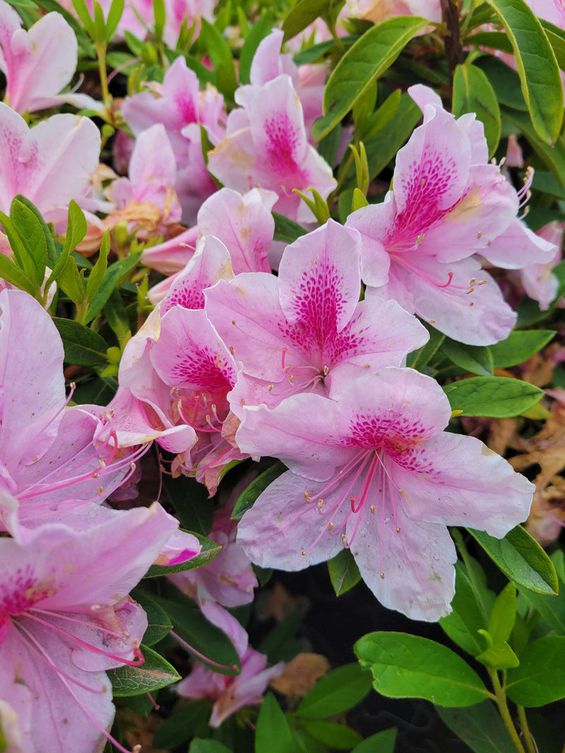 Load image into Gallery viewer, George L. Tabor Azalea
