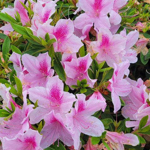 George L. Tabor Azalea, additional product view 2