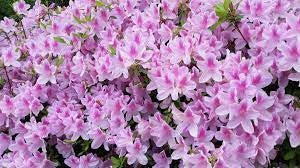 George L. Tabor azalea