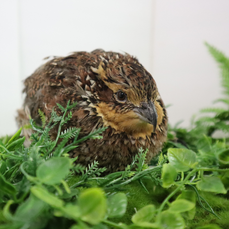 Load image into Gallery viewer, Georgia Giant Quail Hatching Eggs
