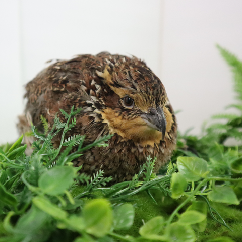 Quail hatching eggs, detail view