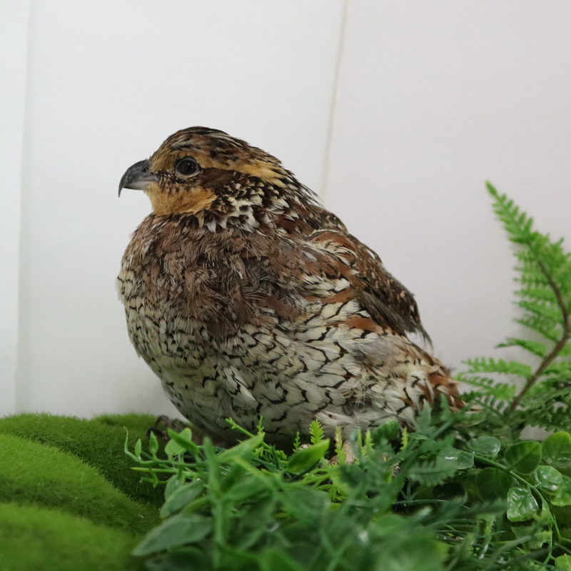 Load image into Gallery viewer, Georgia Giant Quail Hatching Eggs
