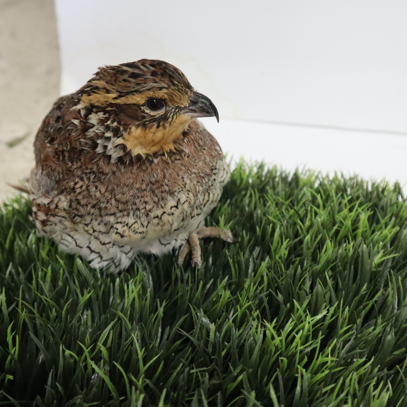 Load image into Gallery viewer, Georgia Giant Quail Hatching Eggs
