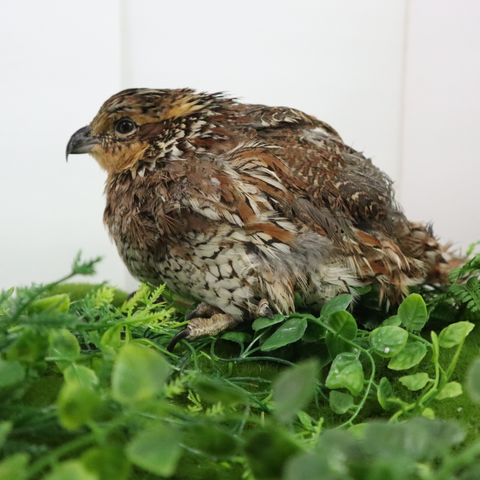 Georgia Giant quail hatching eggs