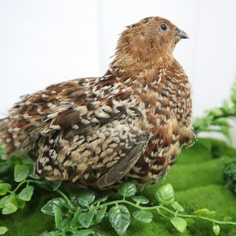 German Chocolate Pansy quail hatching eggs, Buddy's Hatchery