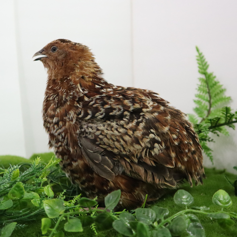 German Chocolate Pansy Coturnix quail hatching eggs