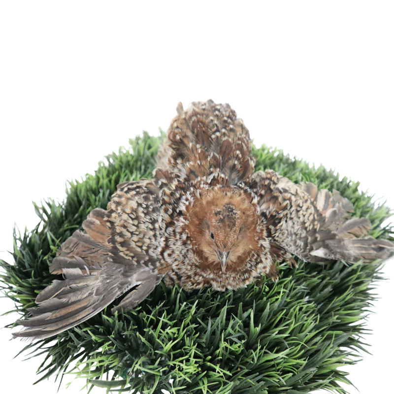 Load image into Gallery viewer, German Chocolate Pansy Quail Hatching Eggs – Fertile Coturnix Eggs for Incubation
