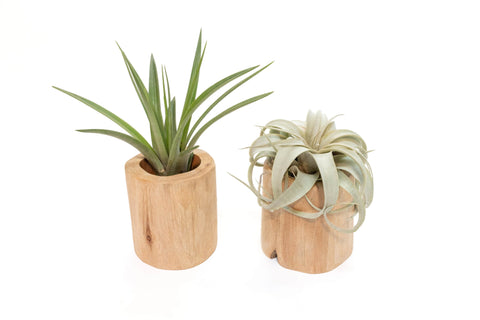 Gift wrapped driftwood containers with Tillandsia air plants, set of 2