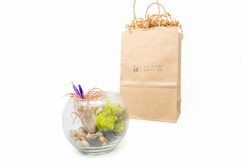 Gift wrapped terrarium kits with Tillandsia air plants