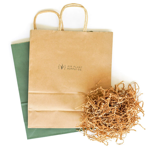 Gift Wrapped Large Ivory Ceramic Vase With Assorted Tillandsia Air Plant, retail packaging