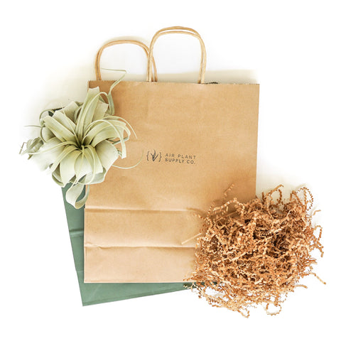 Gift Wrapped Tillandsia Xerographica, additional product view 2