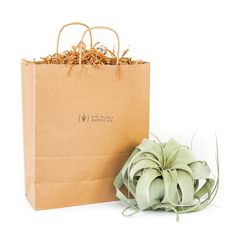 Gift wrapped Tillandsia Xerographica