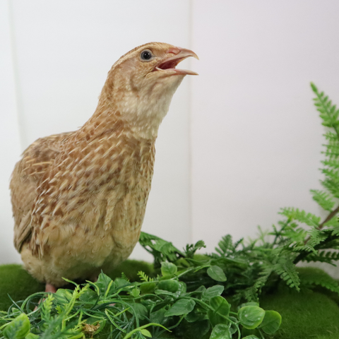 Ginger Coturnix quail hatching eggs, Buddy's Hatchery