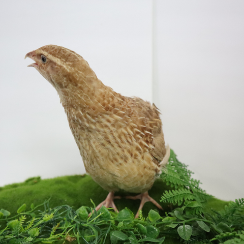 Quail hatching eggs, detail view